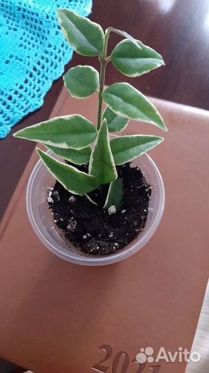 Хойи и эписции