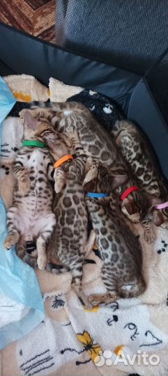 Бенгальские котята