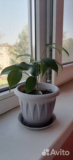 Фикус бенджамина