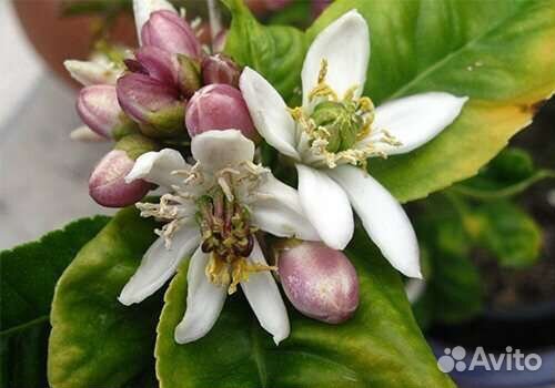 Цитрон рука будды