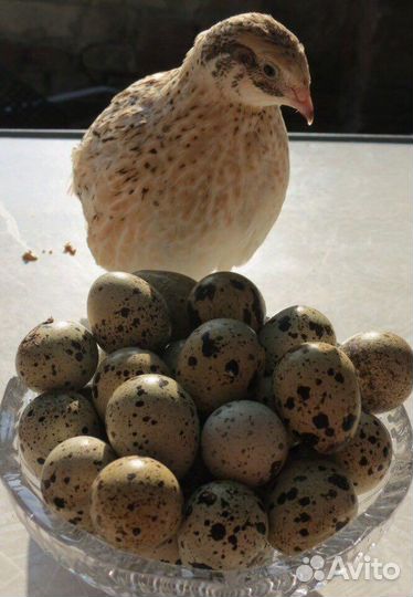 Яйца перепелиные