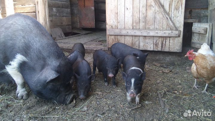 Вьетнамский вислобрюхий поросенок