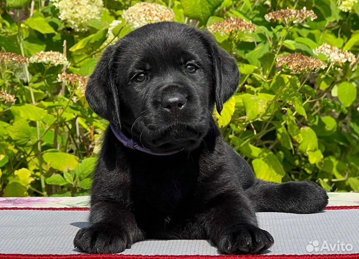Щенки лабрадора из питомника, РКФ