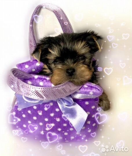 Мальчишки и девчонки