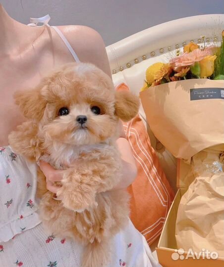 Мальтипу микро девочка import one in a million