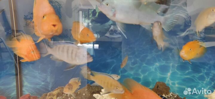 Цихлиды, псевдотрофеус ломбардо