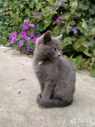 Котята в добрые руки бесплатно