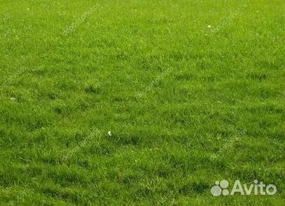 Продажа Рулонного газона
