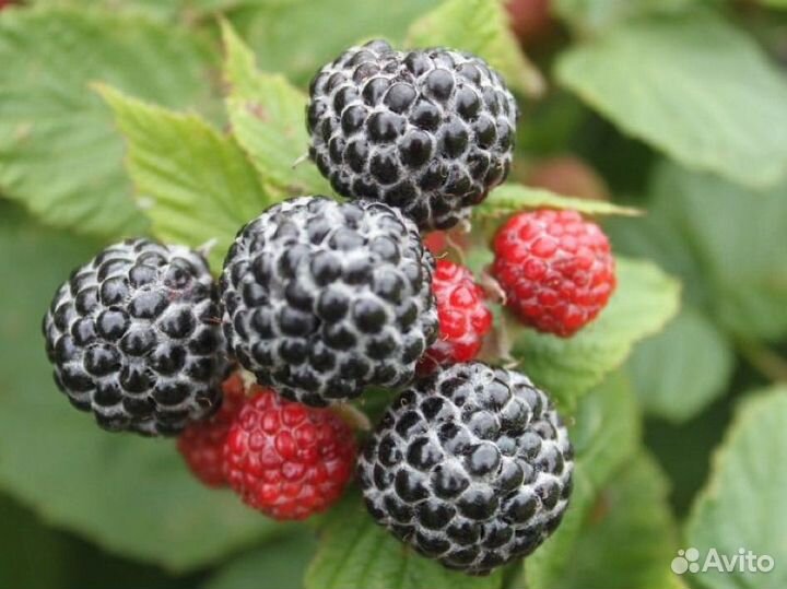 Ежемалина (черная малина)