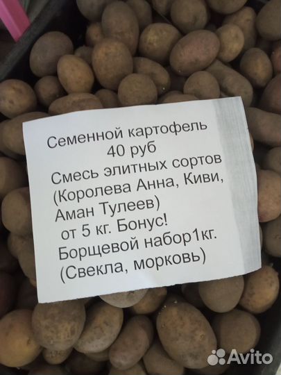 Семенной картофель элитных сортов