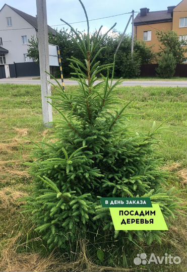 Смарагд,Колумна,Брабан в ассортименте