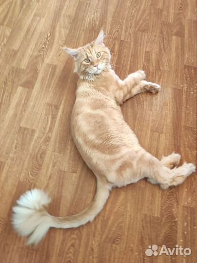 Гигиеническая стрижка животных