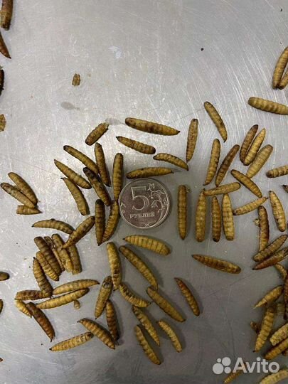 Сухая личинка Черной львинки Премикс для птицы