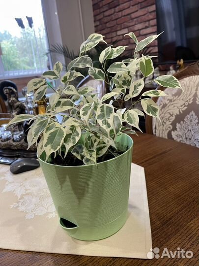 Фикус бенджамина пестролистный