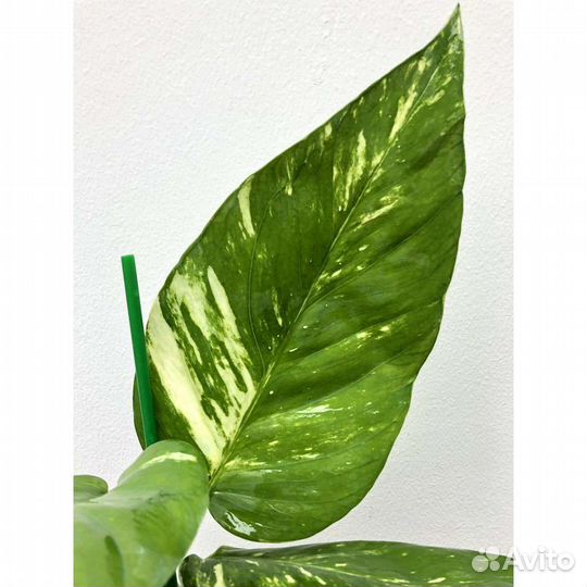 Эпипремнум пиннатум Yellow var