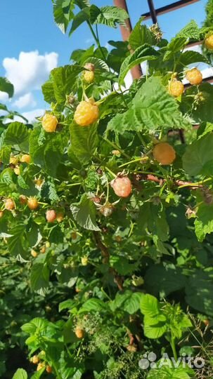 Саженцы желтой малины