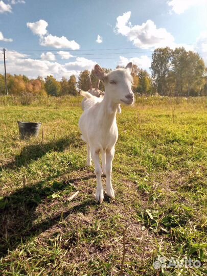 Козы козлята козлы