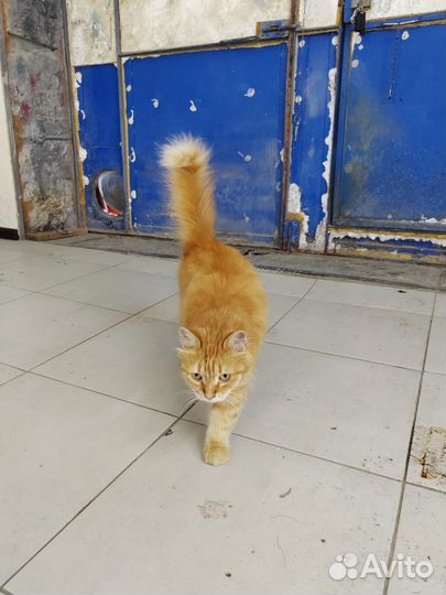 Кошечка в добрые руки