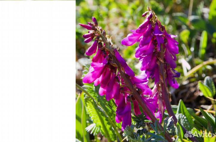 Красный корень. Семена с доставкой по России