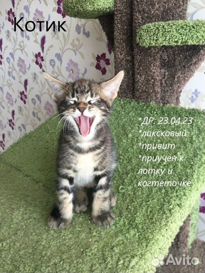 Уникальные и редчайшие котята чаузи ф2