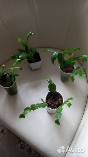 Декабрист шлюмбергера белый