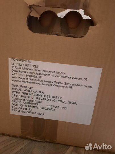 Цветной броллер голошейка есть в наличие