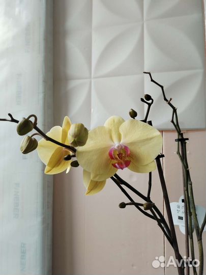 Орхидея фаленопсис
