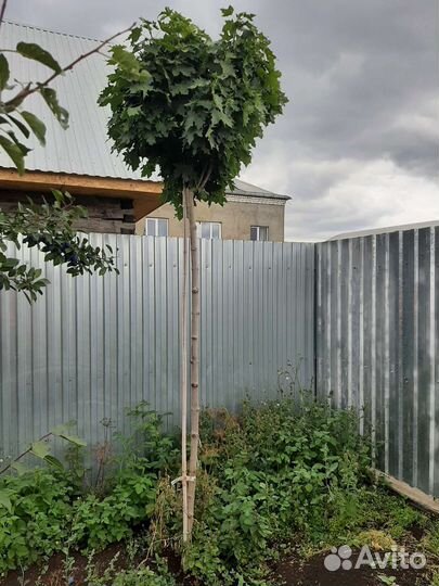 Клен остролистный на штамбе