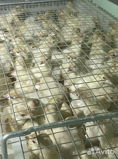 Индюшата тяжеловесы в наличии