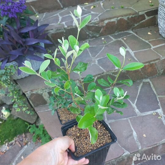 Саженцы фейхоа