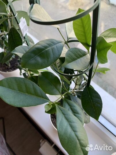 Гуава земляничная