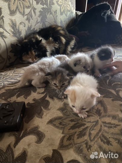 Котята в добрые руки даром