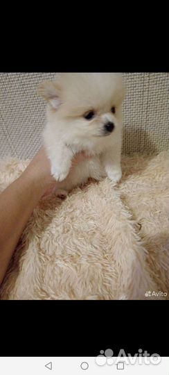 Померанский шпиц