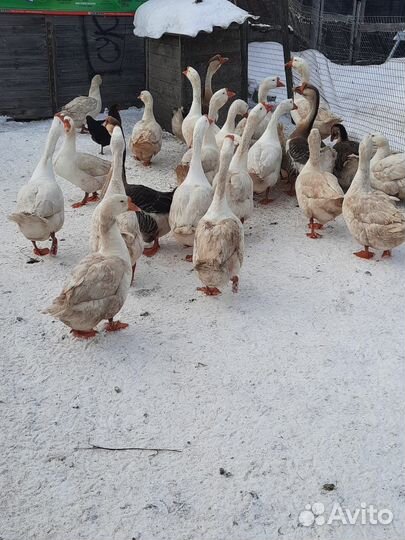 Холмогорские-линда гуси