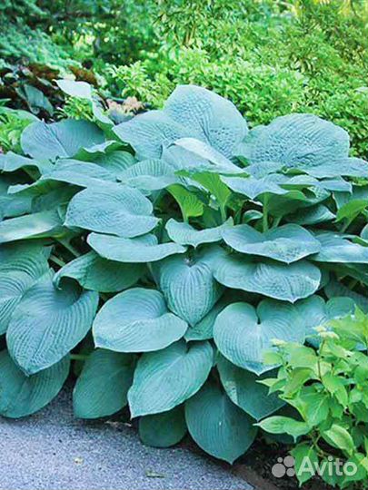 Революшн,Сорбет, Стилетто, Красный октябрь