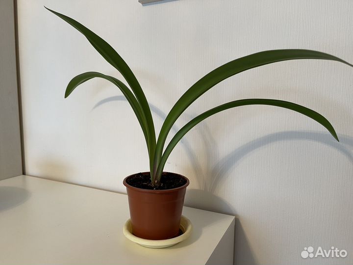 Гиппеаструм. Цветок в горшке