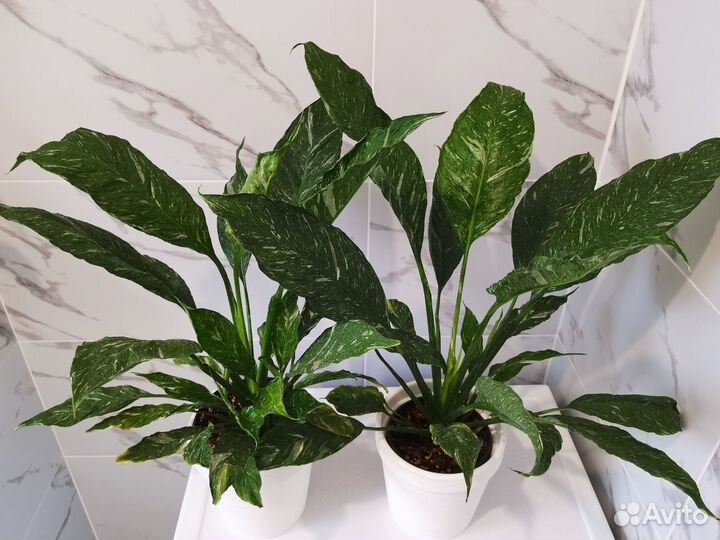 Спатифиллум Джемини, Домино, Даймонд