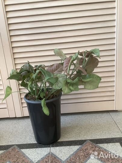 Сингониум с корнями