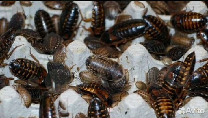 Аргентинский таракан