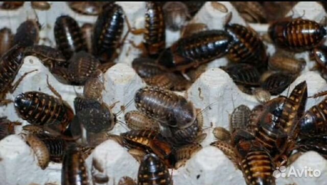 Аргентинский таракан