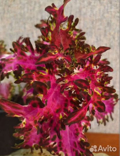 Колеусы сортовые