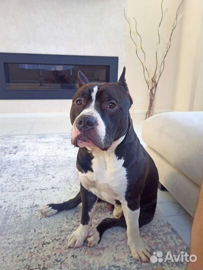 Стаффордширский терьер вязка