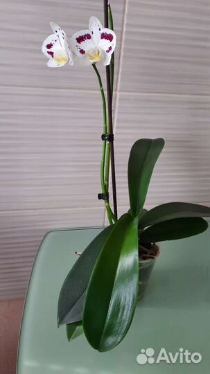 Орхидея фаленопсис