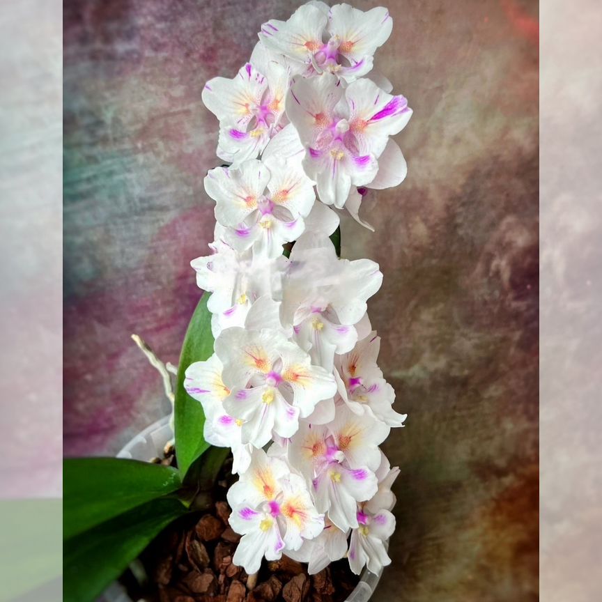 попкорн Купить растения 🌱 в Москве: цветы, саженцы, рассада