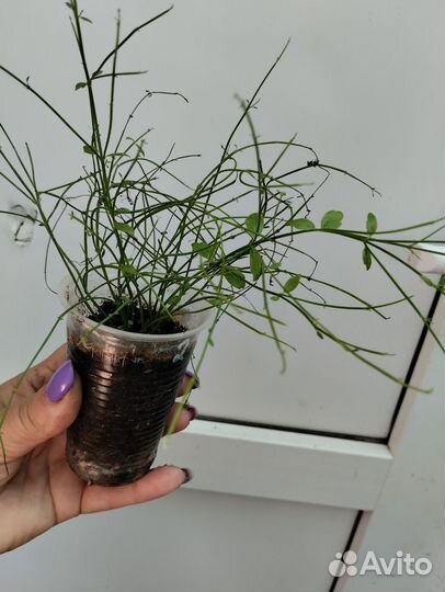 Комнатная русселия лофос и дуранта