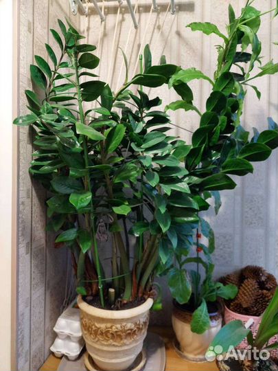 Замиукулькас