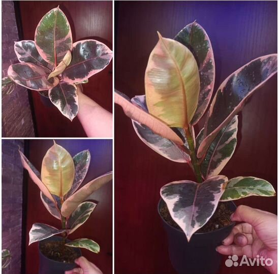 Комнатные растения в ассортименте