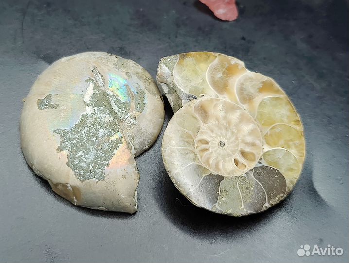 Окаменелости аммониты. Пара