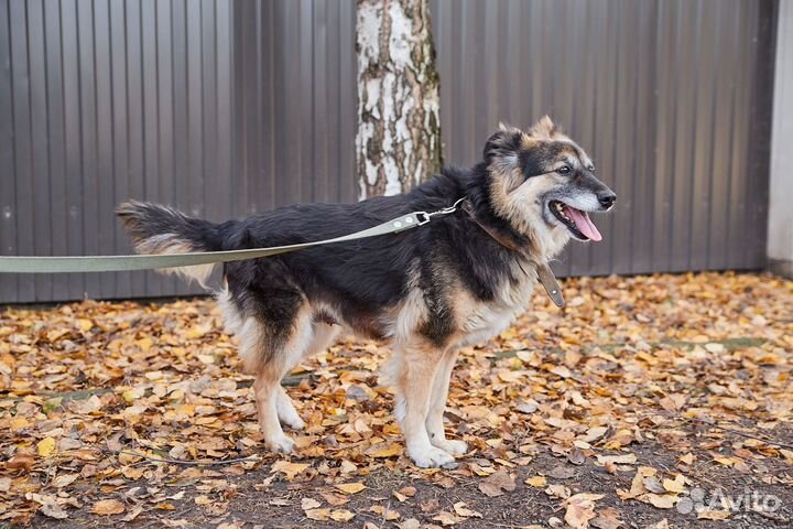 В добрые руки милая собака Жучка