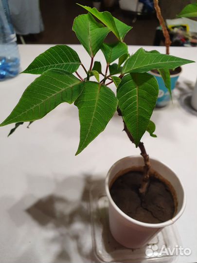 Рождественский цветок (Пуансеттия)